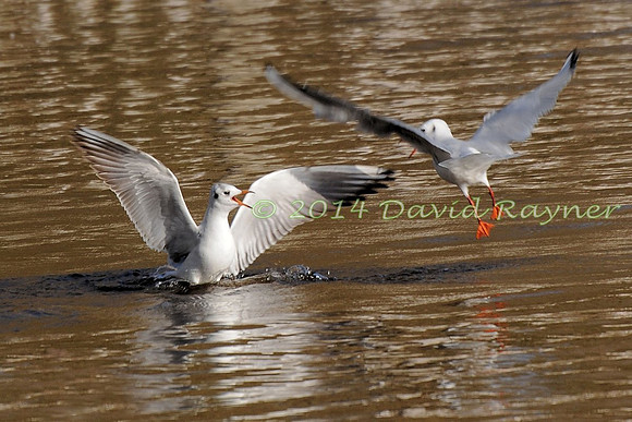 Black-headed Gulls.a3
