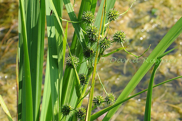 Bur-reed, Branched