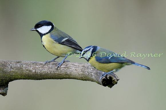 a mix of birds 11
