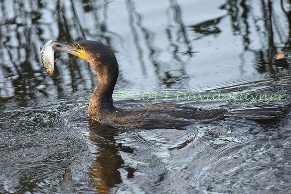 Cormorant 6