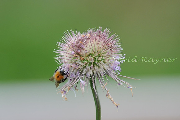 Burdock, Greater