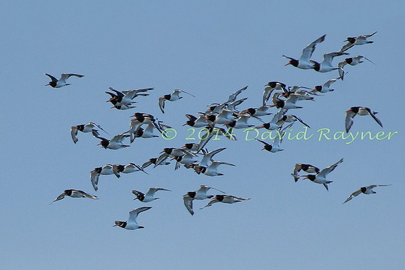 aa Oystercatchers arriving 3