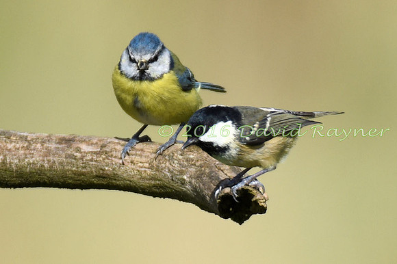 a mix of birds 09