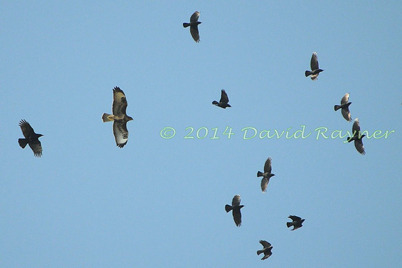 Buzzard+Crows+Jackdaws.d7