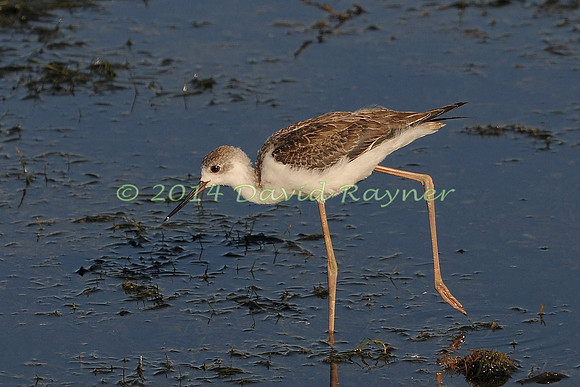 black-winged stilt (29)