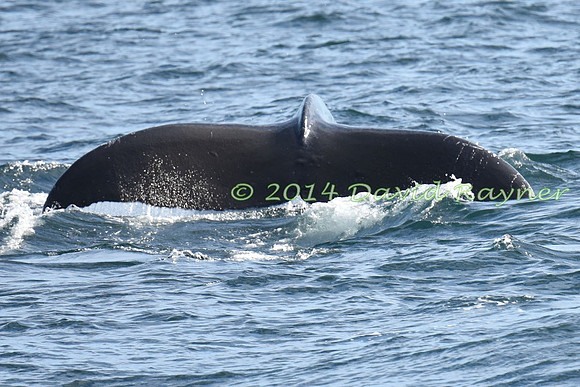 Humpback Whale (14)