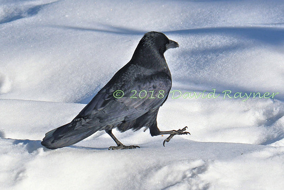 Crow, Carrion 7