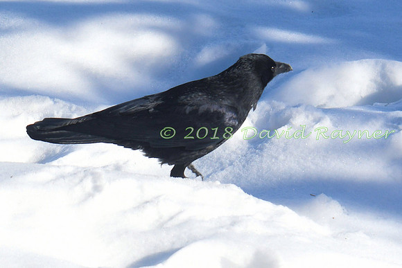 Crow, Carrion 8