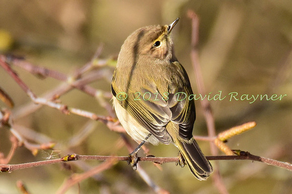 Chiffchaff 11