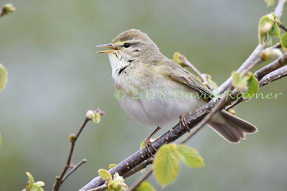 Chiffchaff 12