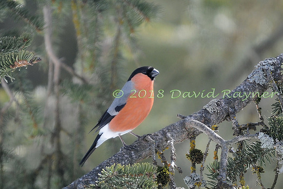 Bullfinch 02