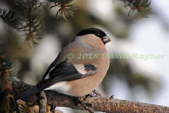 Bullfinch 06