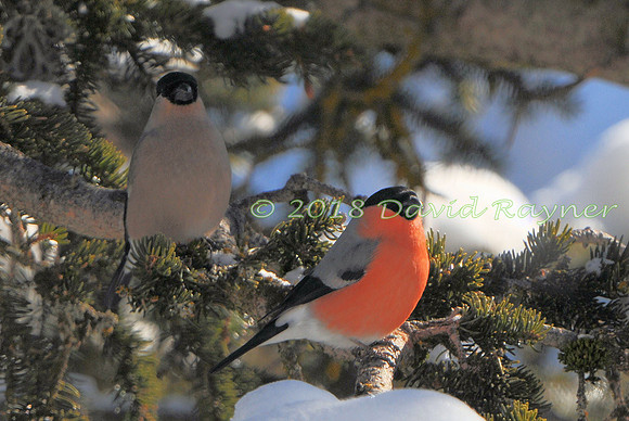 Bullfinch 07