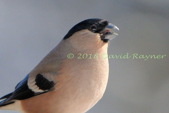 Bullfinch 08