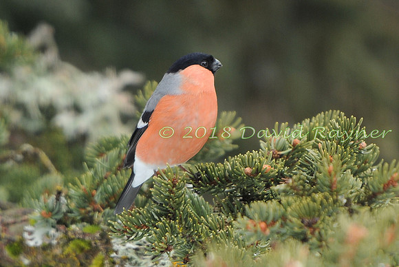 Bullfinch 10