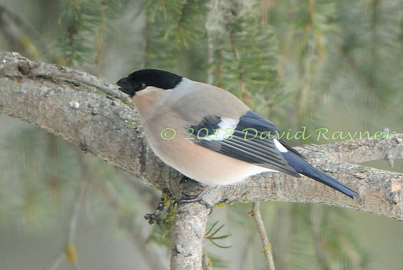 Bullfinch 11