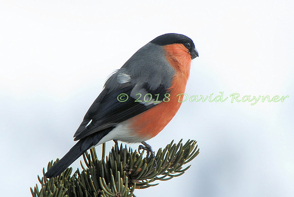 Bullfinch 13
