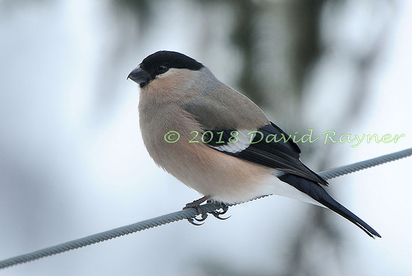 Bullfinch 15