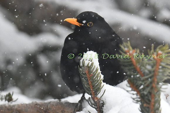 Blackbird 17