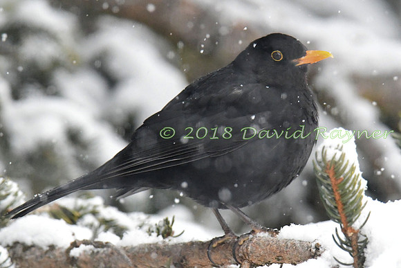 Blackbird 16