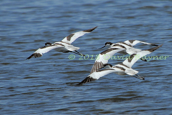 Avocet 09