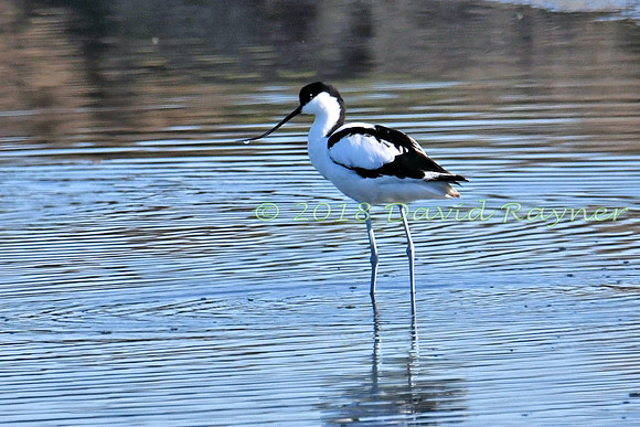 Avocet 10