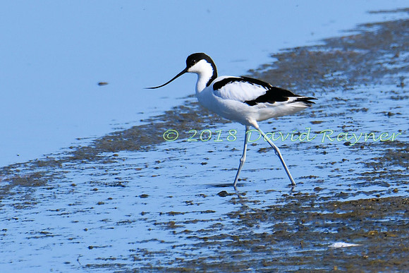 Avocet 13