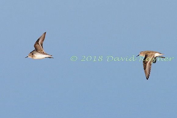 Sanderling 10