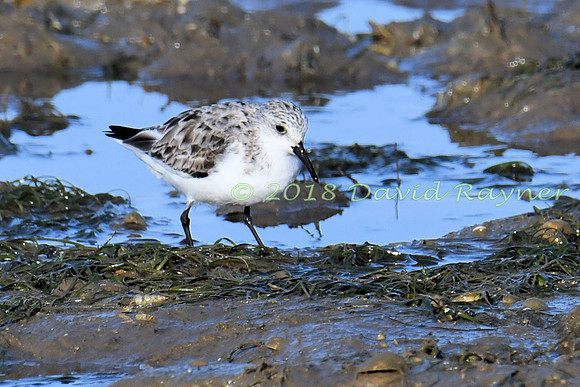 Sanderling 11