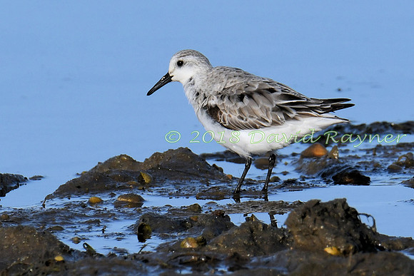 Sanderling 12