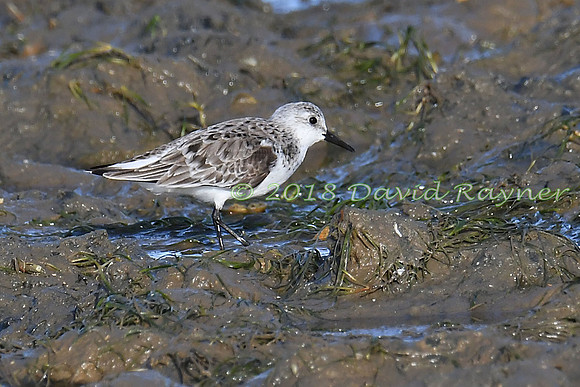 Sanderling 13