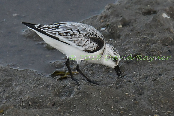 Sanderling 14