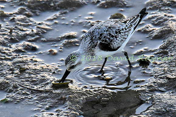 Sanderling 17