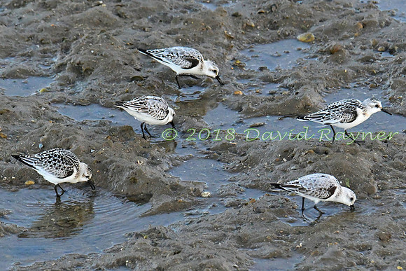 Sanderling 15
