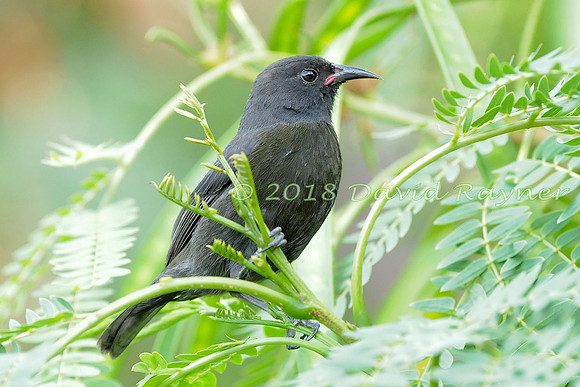 Bananaquit (St Vincent) 06