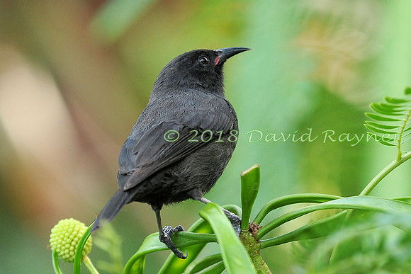 Bananaquit (St Vincent) 07