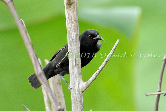 Bananaquit (St Vincent) 09