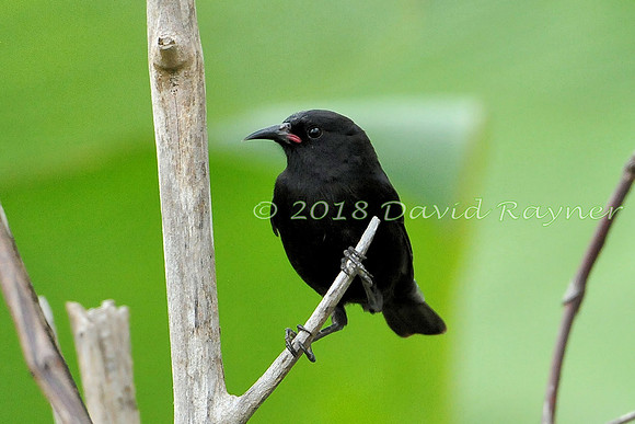 Bananaquit (St Vincent) 10