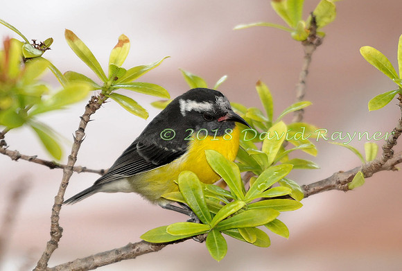 Bananaquit 05