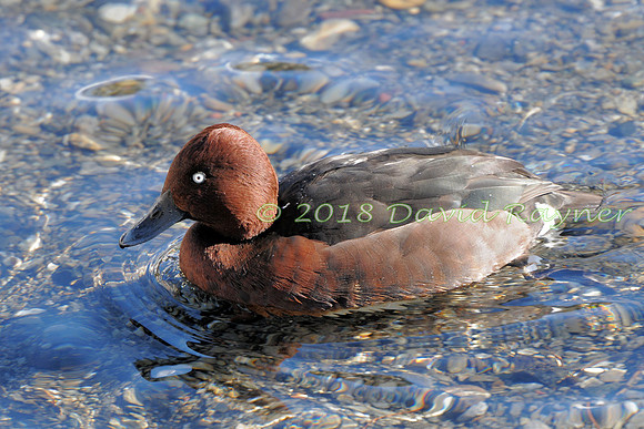 Ferruginous Duck 5