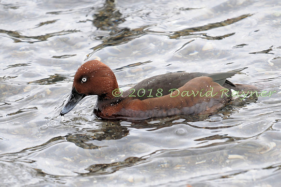 Ferruginous Duck 3