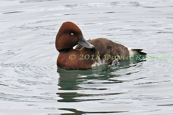 Ferruginous Duck 6