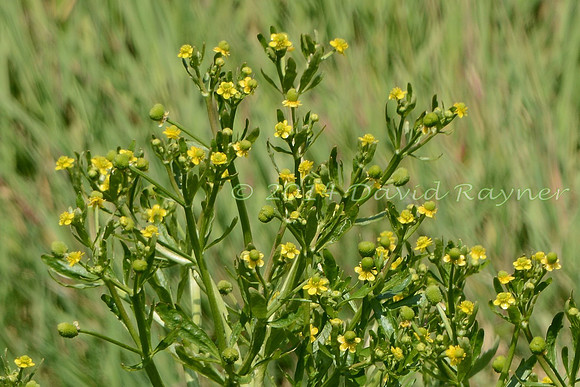 Buttercup, Celery-leaved
