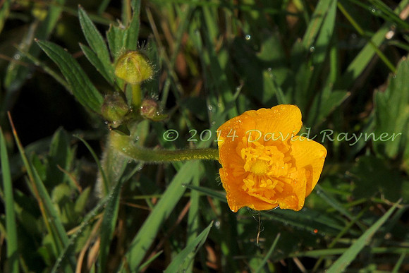 Buttercup, Bulbous