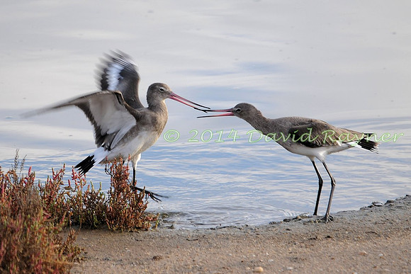 Black-tailed Godwits.a6