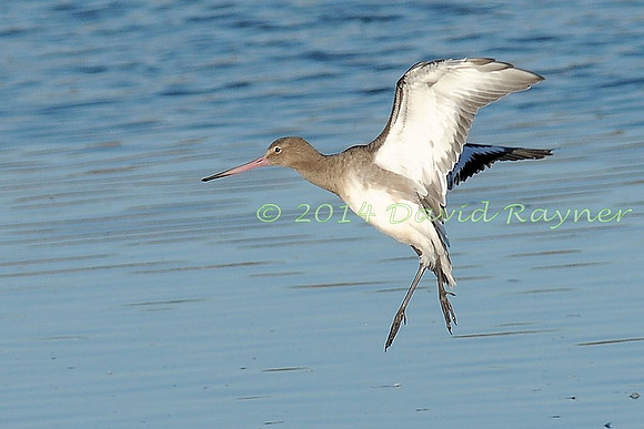 Black-tailed Godwit 1