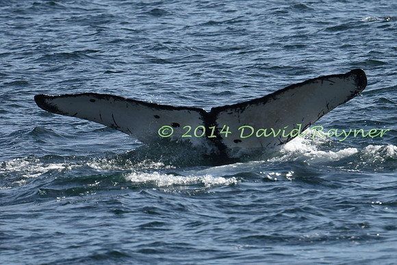 Humpback Whale (19)