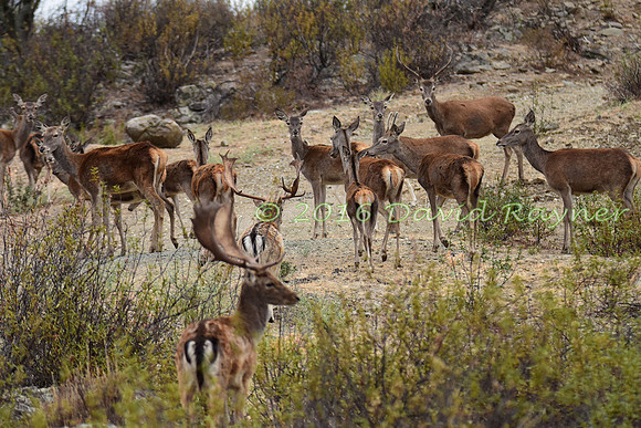 Red&Fallow Deer 11