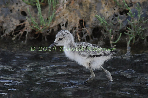black-winged stilt (22)