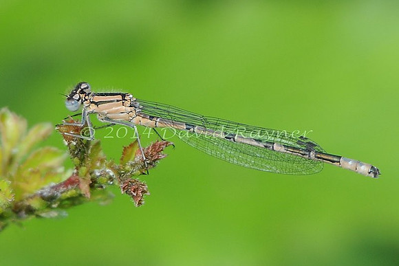 .damsel, Common Blue [im]